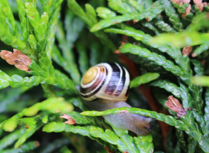 Escalade d'escargot. Philippe Baumy